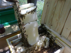Vand familii de albine foto
