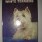 Terrier -- West highland white terriers (Martin Weil)