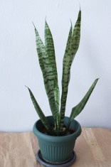 Vand planta sabiuta, 7 frunze ~ 40cm, numai Bucuresti foto