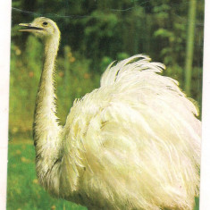 carte postala(ilustrata)-GRADINA ZOOLOGICA BUCURESTI-Strut nandru alb