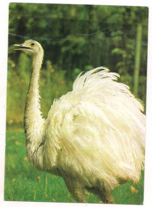 carte postala(ilustrata)-GRADINA ZOOLOGICA BUCURESTI-Strut nandru alb