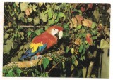 carte postala(ilustrata)-GRADINA ZOOLOGICA BUCURESTI-Papagal Ara