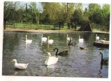 Carte postala(ilustrata)-GRADINA ZOOLOGICA BUCURESTI-Lacul lebedelor, Necirculata, Printata