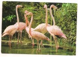 carte postala(ilustrata)-GRADINA ZOOLOGICA BUCURESTI-Flamingo