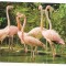 carte postala(ilustrata)-GRADINA ZOOLOGICA BUCURESTI-Flamingo