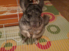 Vand Chinchilla URGENT! foto