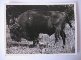 REDUCERE 10 LEI! FOTOGRAFIE REZERVATIA DE ZIMBRI DE LA HATEG DIN 1967, Romania de la 1950, Natura