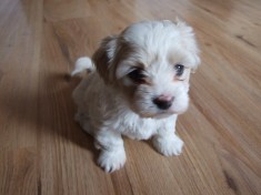 vand femela bichon havanez foto
