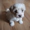 vand femela bichon havanez