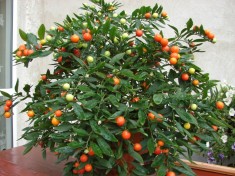 Seminte Solanum capsicastrum...sau ,,Marul dragostei....SUPERPROMOTIE foto