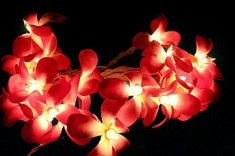 Luminite in forma de flori Frangipani Fairy Light 4.2M 35 Bulbs foto