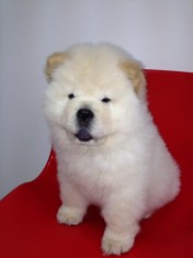 De vanzare pui chow chow alb foto