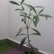 Leandru - floare (pui) - 75 cm