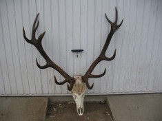 TROFEU CERB CARPATIN 9KG, 15 RAZE, DISTANTA INTRE COARNE 90-100 cm. NU A SUFERIT MODIFICARI SAU ALTE TRATAMENTE, foto