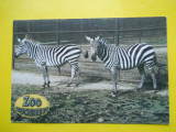 Romania- Zoo Bucuresti-Zebra grant (Equus burchelli boehmi)
