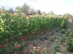 Vand seminte tutun Virginia / Burley DE CEA MAI BUNA CALITATE ! 1 plic de 5 grame (~5000seminte) **2 plicuri cumparate+1 cadou! 10 lei=15 grame foto