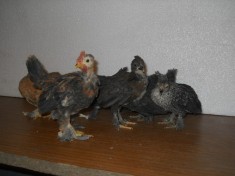 Pui de gaini pitice foto