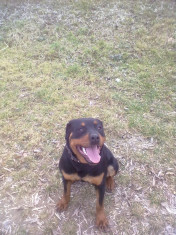 vand rottweiler 10 luni carnet sanatate foto