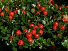 Cotoneaster Horizontalis foto