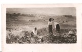 CPI (B2348) REPRODUCERE DE ARTA, PICTURA, TEMA: MUNCA LA CAMP, COSTUME POPULARE, NECIRCULATA, 28.12.56, AGFA, PROBABIL ANTEBELICA