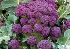 Broccoli Mov foto