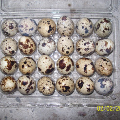 Ouă de prepeliță Pașcani