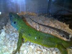 Guster/ Reptila/Pet foto