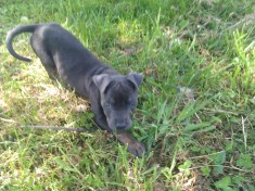 Blue Amstaff, gri, femela, 7 saptamani foto