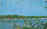 Delta Dunarii, pelicani, vedere carte postala circulata 1972, Fotografie