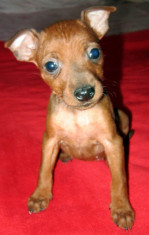 pinscher pitic cu pedigree foto