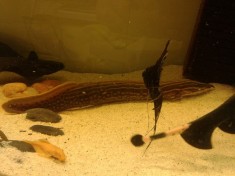 Vand peste de acvariu Fire Eel (tipar de foc) foto