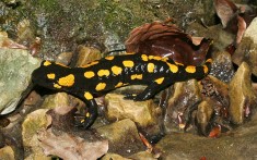 VAND SALAMANDRA de FOC- animale exotice foto