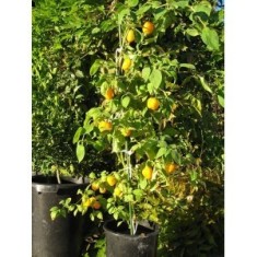 SEMINTE DE ARDEI IUTE &amp;quot;YELLOW ROCOTO&amp;quot; foto