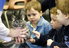 Vand Chinchilla si cusca foto