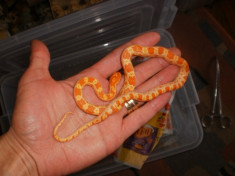 Corn snake creamsicle orange foto