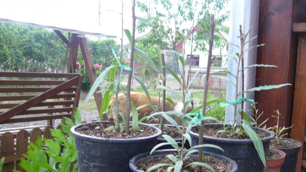 Goji,rasaduri | arhiva Okazii.ro