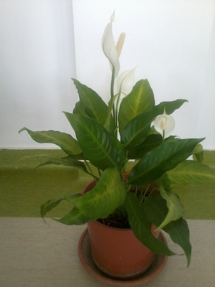 Floare Spatifilum ( Crinul pacii ) - 50 cm | arhiva Okazii.ro