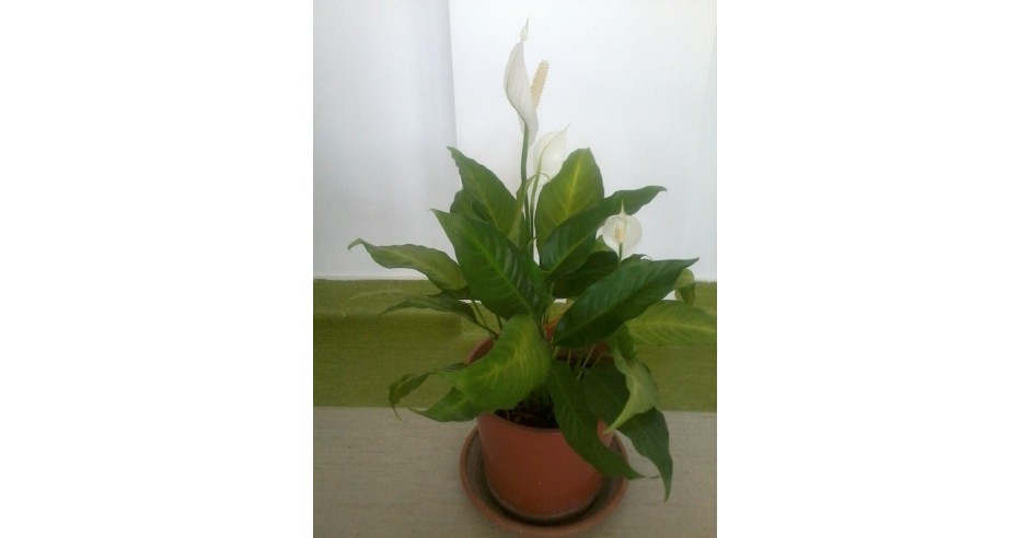 Floare Spatifilum ( Crinul pacii ) - 50 cm | arhiva Okazii.ro