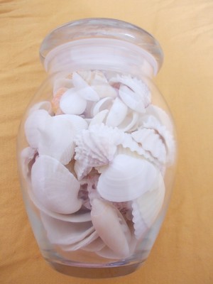 SCOICI , ACVARIU , PENTRU DECOR ! foto