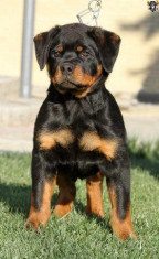 Vand pui rottweiler foto