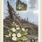 C2669 - Anglia - carte maxima 1979