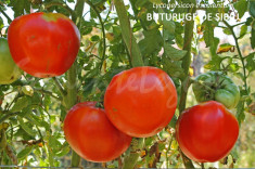 Seminte tomate mari romanesti - BUTURUGE DE SIBIU - 30 seminte/plic foto