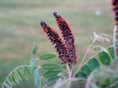 Salcam mov-Amorpha Fruticosa - 50 seminte foto