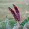 Salcam mov-Amorpha Fruticosa - 50 seminte