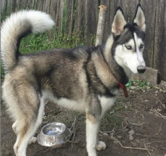 vand femela husky siberian 8 luni cu carnet de sanatate si vaccinurile la zii ochii albastrii crescuta cu rayal canin si chappy foto