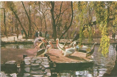 CPI (B3198) BUCURESTI. VEDERE DIN GRADINA CISMIGIU, EDITURA MERIDIANE, NECIRCULATA 1052, PELICANI foto