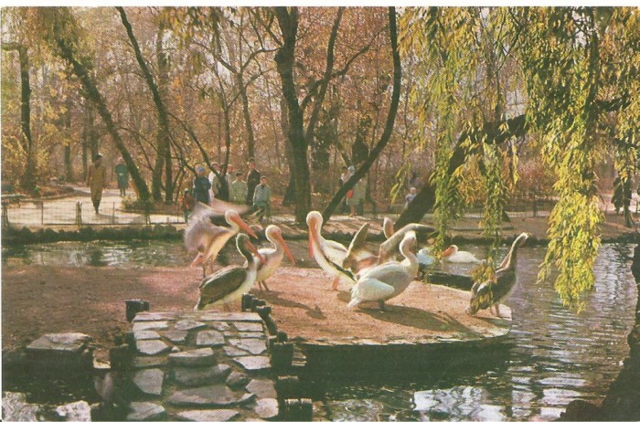 CPI (B3198) BUCURESTI. VEDERE DIN GRADINA CISMIGIU, EDITURA MERIDIANE, NECIRCULATA 1052, PELICANI