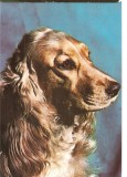 CPI (B3274) COCKER SPANIEL AURIU, EDITURA SPORT-TURISM, NECIRCULATA, CAINE, Fotografie