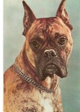 CPI (B3271) BOXER, EDITURA SPORT-TURISM, NECIRCULATA