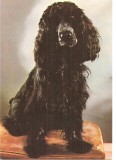 CPI (B3269) COCKER SPANIEL, EDITURA SPORT-TURISM, NECIRCULATA, Fotografie